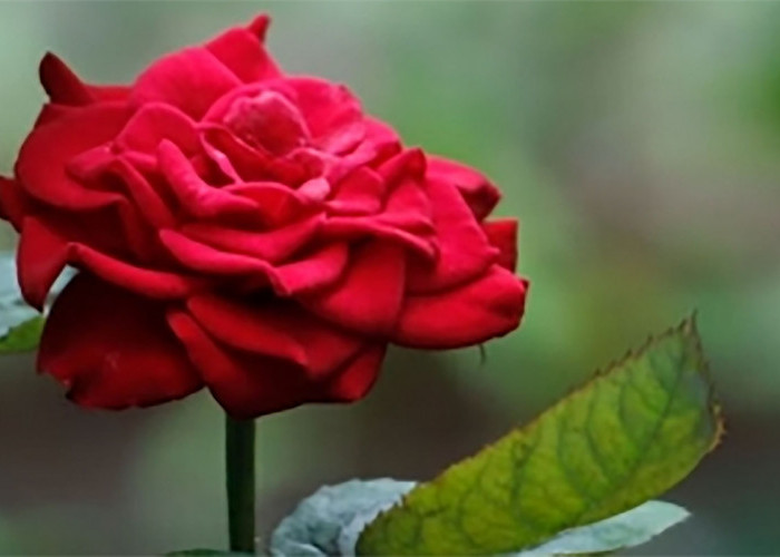 Selain digunakan Sebagai Pengharum, Bunga Mawar Juga Bermanfaat Bagi Kesehatan Tubuh