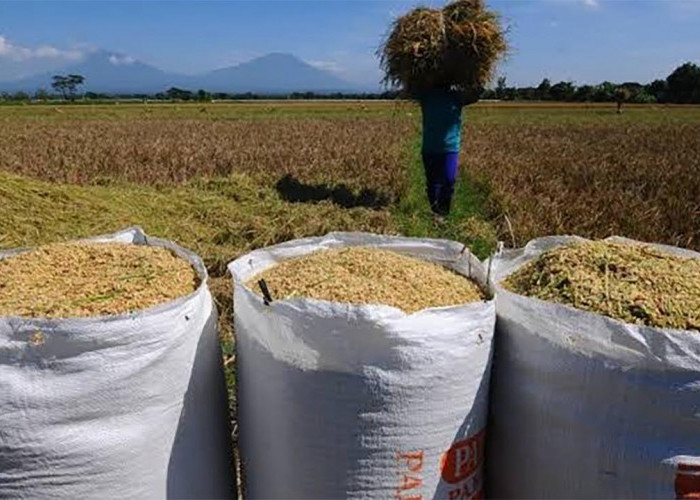 Siap Tampung Berapapun, Bulog Beli Gabah Sesuai HPP, Petani Sawah Full Senyum
