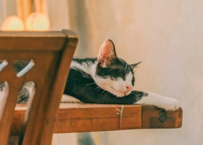 3 Cara Ini Bisa Dilakukan Untuk Mencegah Kucing Naik Ke Atas Meja Dapur