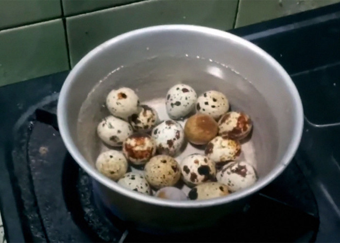 Cara Merebus Telur Puyuh Supaya Tidak Pecah dan Mudah Dikupas, Hindari Telur Yang Seperti Ini