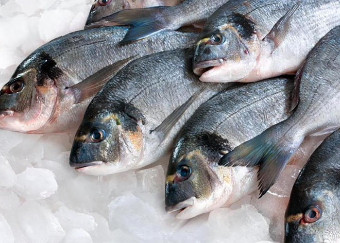 Wajib Tahu, Ini 5 Tips Memilih Ikan yang Segar dan Layak Untuk Dimasak