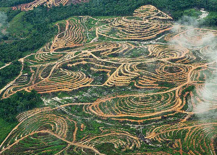 Benarkah Tumbuhan Kelapa Sawit Dapat Menyebabkan Deforestasi?