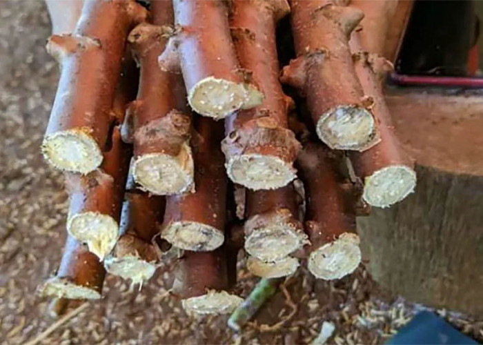 Belum Banyak yang Tahu! Inilah Manfaat Serta Khasiat Batang Singkong Bagi Kesehatan Tubuh