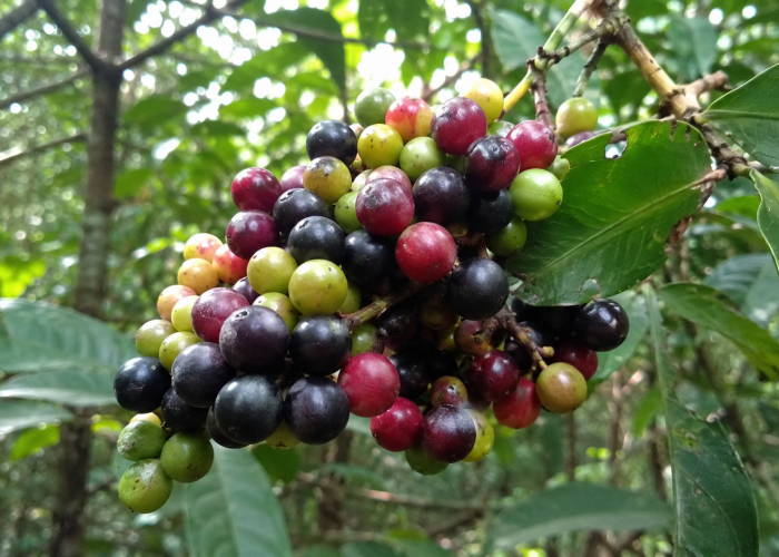 Manfaat Buah Kemayau bagi Kesehatan: Anggur Hutan Khas Kalimantan yang Unik