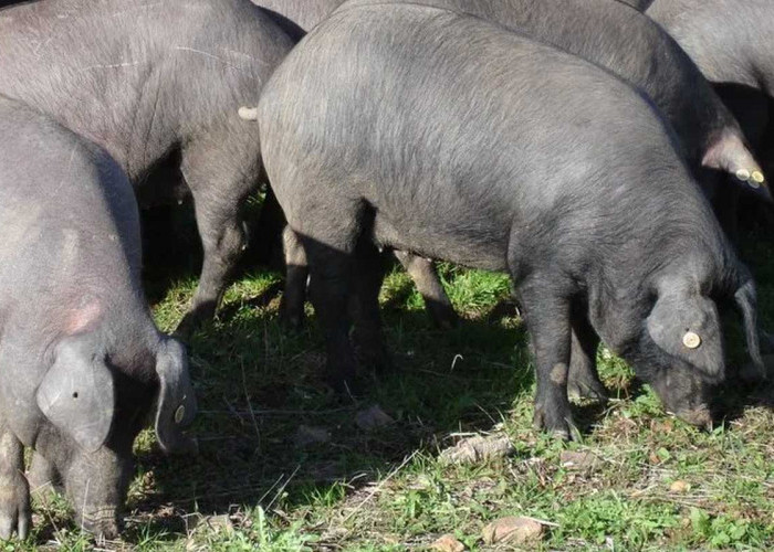 Populasi Babi Hutan di Mukomuko Turun Drastis, Ini Penyebabnya 