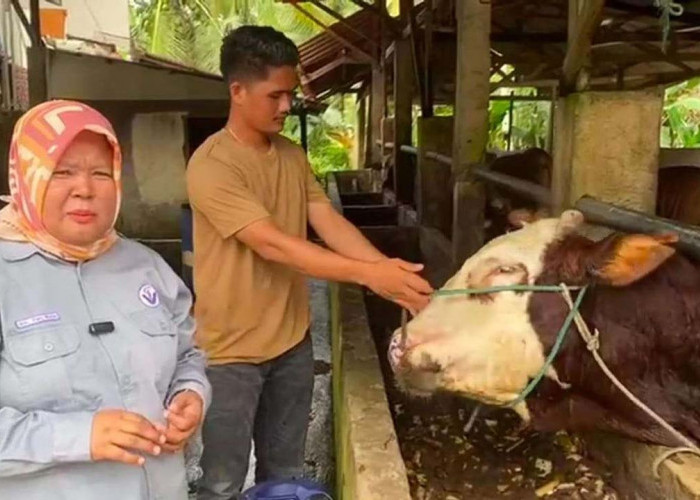 Waspada Serangan Penyakit Sapi Ngorok, PDHI: Penyakit SE Berbahaya Bisa Menyebabkan Ternak Mati