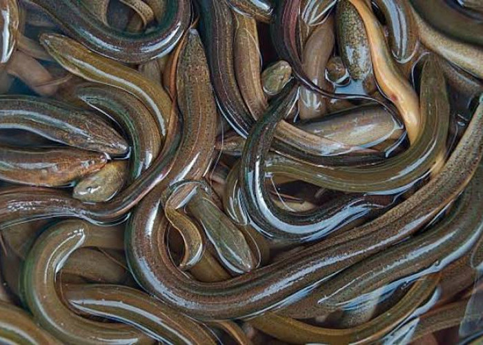 Kenapa Belut Tidak Di Golongkan dalam Spesies Ular?