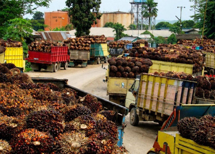 Harga TBS Sawit Di Mukomuko Terus Naik Mendekati Harga Awal