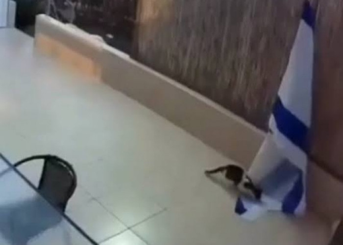 Heboh, Usai Burung Mencopot Bendera Israel Kini Kucing Melakukan Hal Yang Sama?