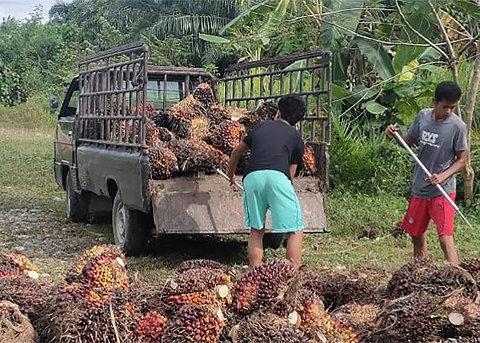 Harga TBS Melonjak Hingga Rp 3.080 Per-Kg, Waspadai Pencurian Buah Sawit