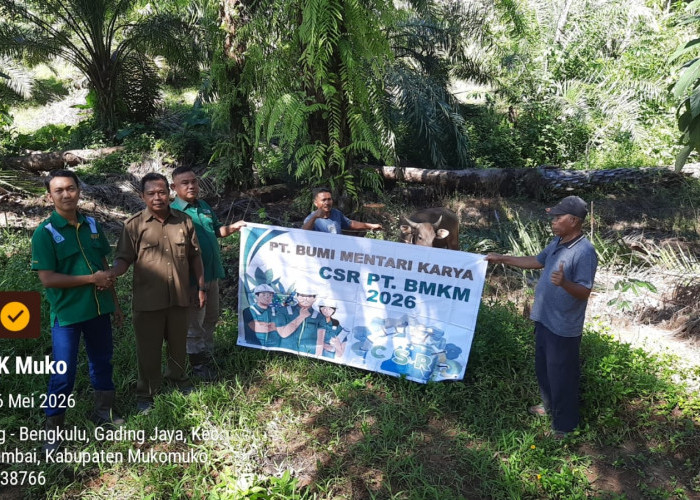 Berdampingan dengan Masyarakat, PT. BMK Salur Hewan Qurban Melalui CSR