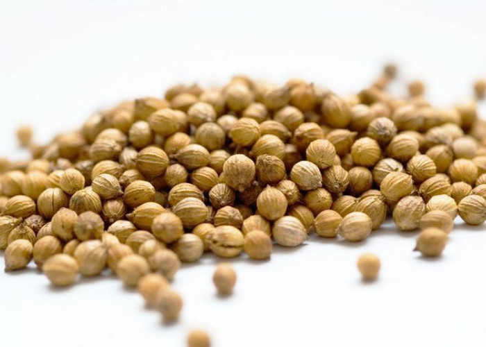 Ketumbar: Lebih dari Sekadar Bumbu Masakan, Khasiatnya Luar Biasa untuk Kesehatan!