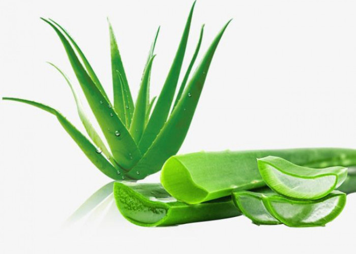Khasiat Lidah Buaya untuk Mengatasi Luka, Dermatitis, dan Masalah Kulit Lainnya