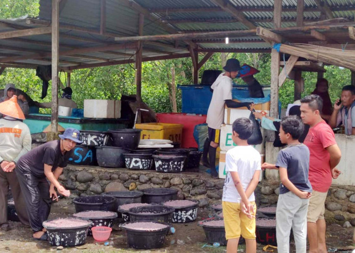 Ikan Mungkus Datang Lagi, Nelayan Mukomuko Ketiban Rezeki, Ibu-ibu di Pekan Minggu Ramai Membeli