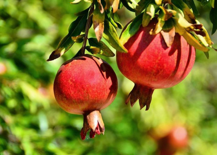 Rahasia Memilih dan Menyimpan Buah Delima: Tips Jitu Agar Tetap Segar dan Kaya Nutrisi!