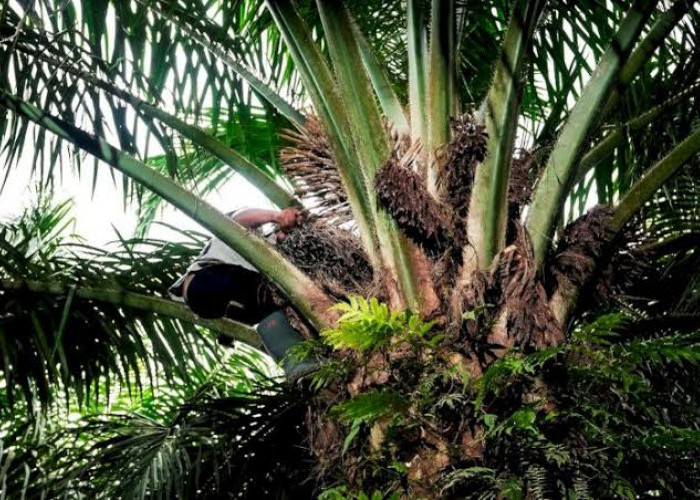 Ini Jenis-Jenis Penyakit Sawit yang Perlu Diketahui