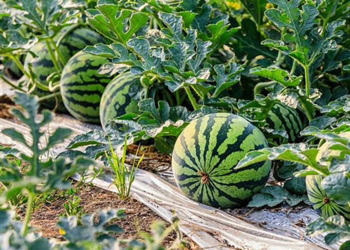 Padang Gading Tanam Semangka dan Melon Sebagai Trobosan Baru