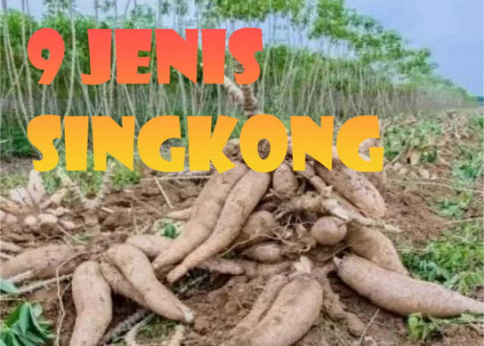 9 Macam Jenis Singkong Yang Jarang Diketahui, Dapat Dibedakan Dari Ukuran dan Warnanya