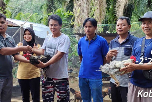 ﻿Ketahanan Pangan Desa Talang Sakti Kembangkan Ternak Ayam
