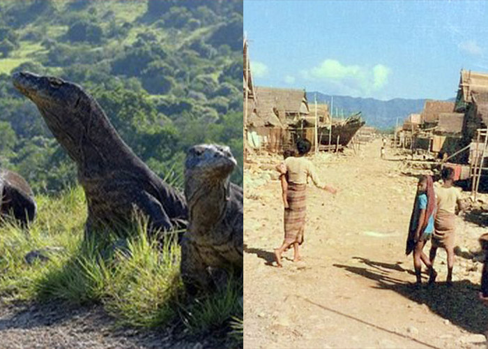 Hewan Komodo Ternyata Kembaran dari Suku Komodo, Keturunan Putri Naga