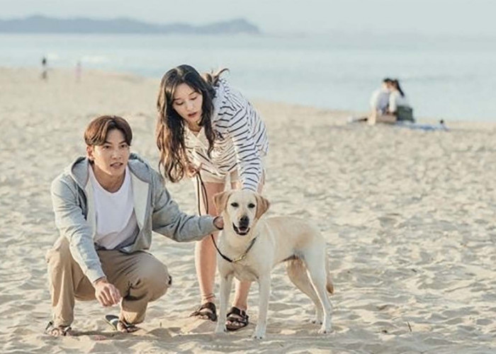 Kisah Romantis Ji Chang Wook dan Kim Ji Won, Inilah Drama Korea LOVESTRUCK IN THE CITY