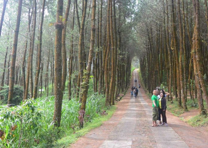 Wisata Alam Hutan Pinus di Magelang, Tawarkan Pesona dan Nuansa Alam yang Menyejukkan