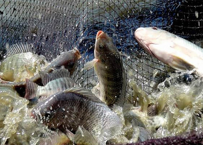 Punya Dana Rp 4,9 Miliar Untuk Produksi Ikan Air Tawar, Ini Langkah Dinas Perikanan 