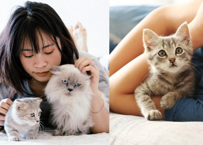 Hati-hati Pelihara Kucing, 5 Bahaya Bulu Kucing Terhadap Kesehatan 