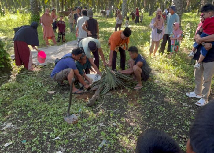 Hewan Kurban di Kecamatan Lubuk Pinang Tahun Ini Sebanyak 195 Ekor