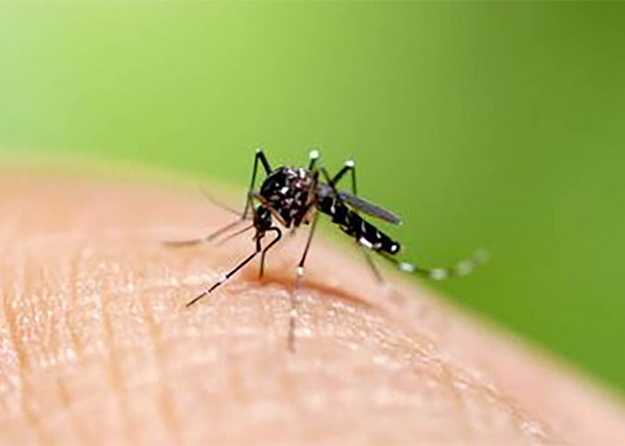 Mengenal Nyamuk Wolbachia, Nyamuk yang Menekan Penyakit Demam Berdarah
