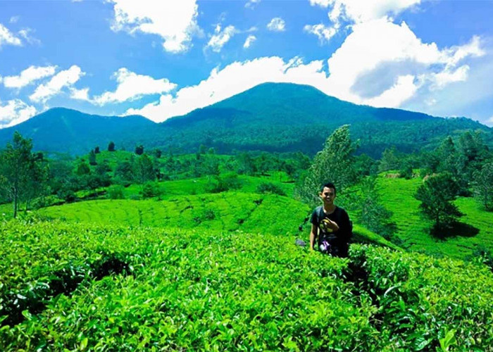 Wisata Bukit Daun Bengkulu, Destinasi Wisata yang Memukau Keindahan Kebun Teh Terhampar di Lereng Bukit