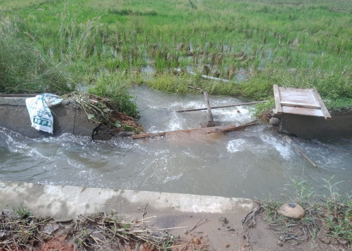 Irigasi Jebol, 150 Hektare Sawah Terancam Gagal Tanam