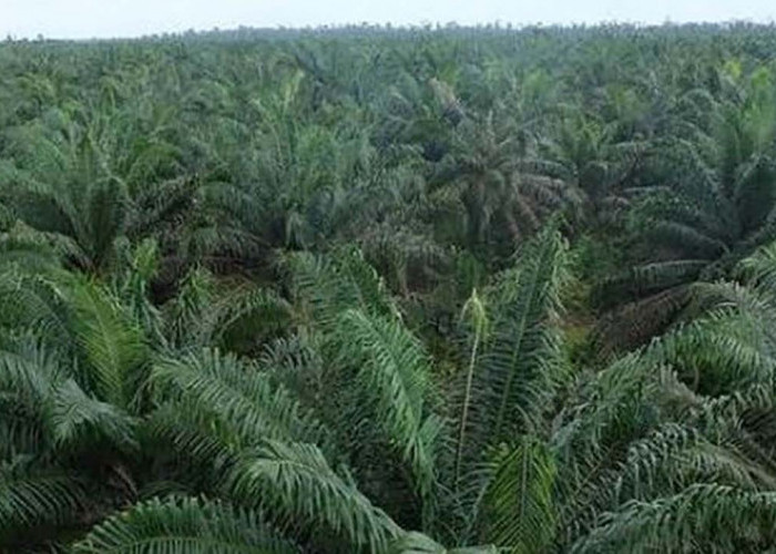 Masyarakat Dilarang Main Hakim Sendiri Terhadap Kasus Kawasan Hutan jadi Lahan Perkebunan Sawit