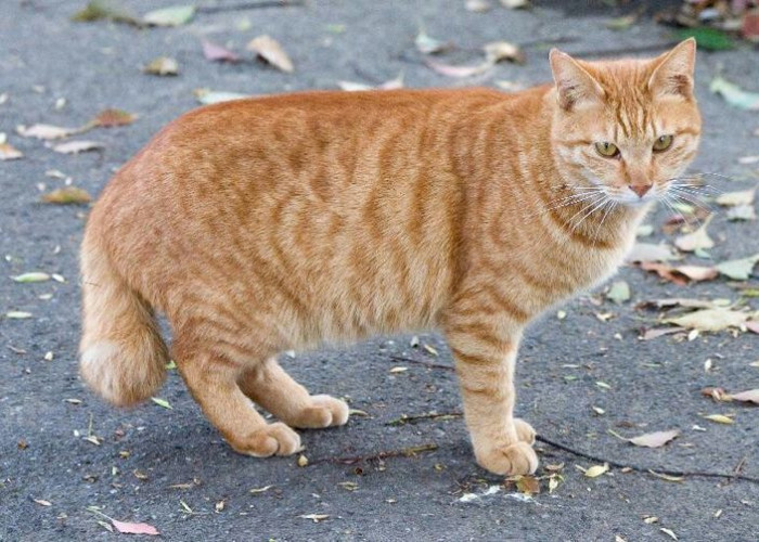 Kucing Oren: Si 'Preman' Berhati Emas, Pilihan Hewan Peliharaan Terbaik untuk Keluarga!