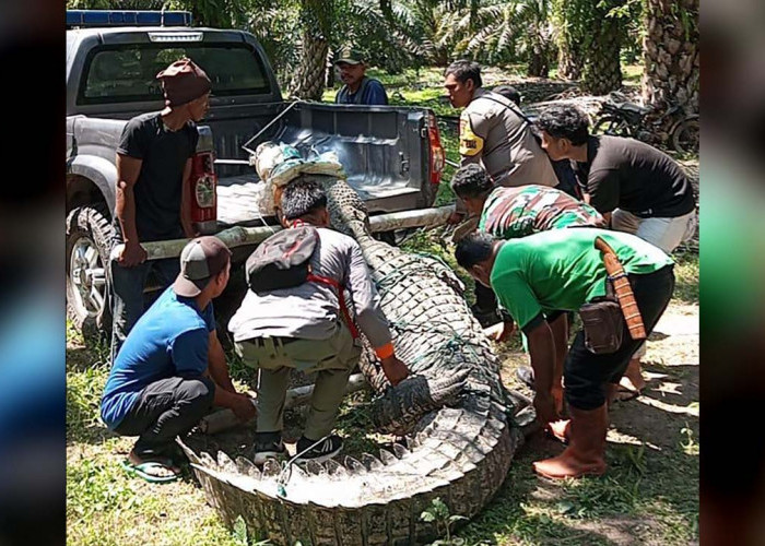 Polisi Bantu Evakuasi Buaya Besar dari Areal Perkebunan Sawit Petani Mukomuko