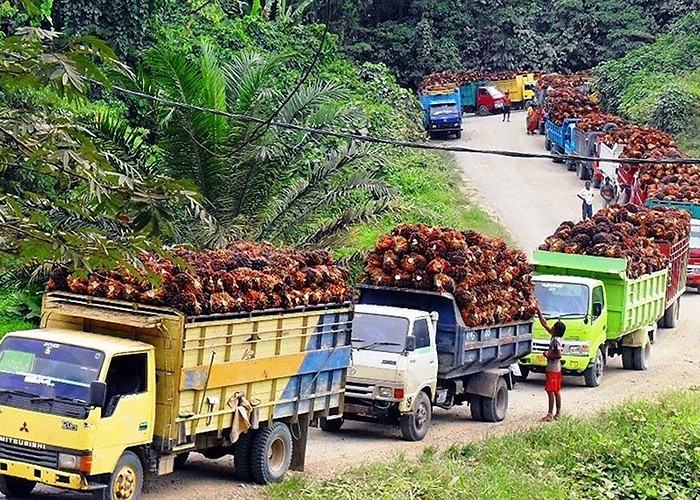 Mafia Perkebunan Sawit di Riau Babat Kawasan Hutan Mengatasnamakan Petani?