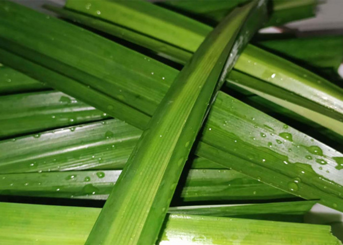 4 Manfaat dari Daun Pandan bagi Kesehatan Tubuh yang Jarang Orang Tahu