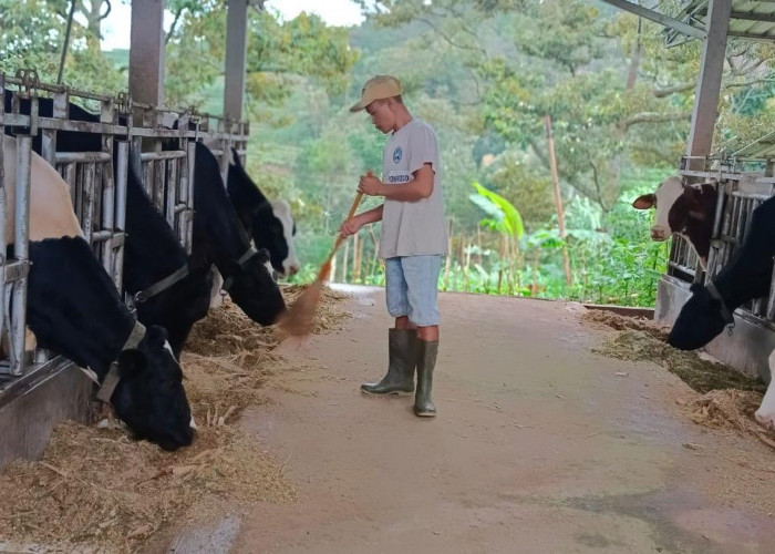 Berkat Fasilitas Pembiayaan dari BRI, Klaster Susu di Ponorogo Tingkatkan Kapasitas Produksi