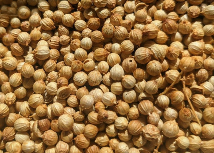 Ketumbar: Biji Mungil Kaya Manfaat, Rahasia Sehat Alami dari Dapur Anda!