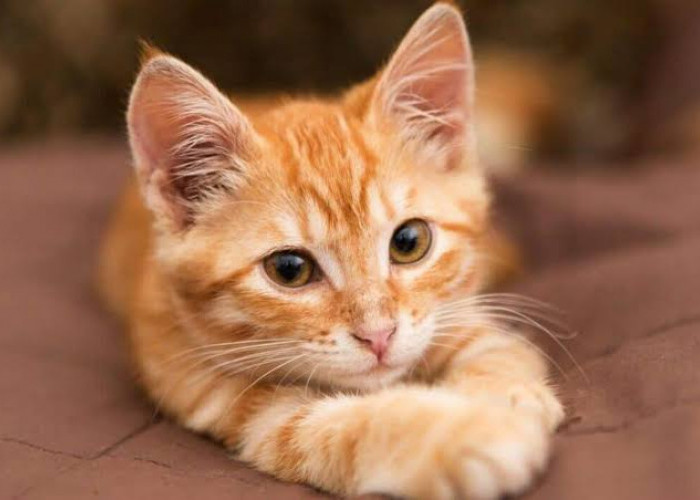 Kenapa Kucing Oren Disukai Oleh Banyak Orang dan di Istimewakan?