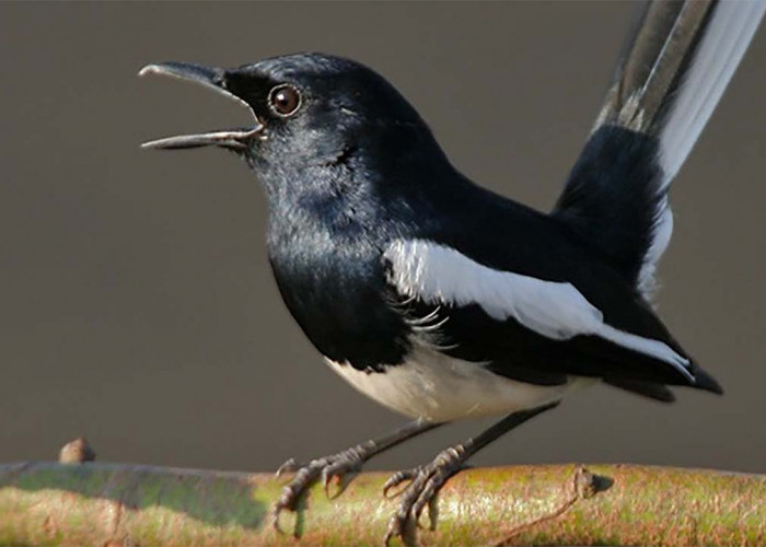 Tips Jitu Melatih Burung agar Gacor anti Gagal, Dijamin Bikin Senyum