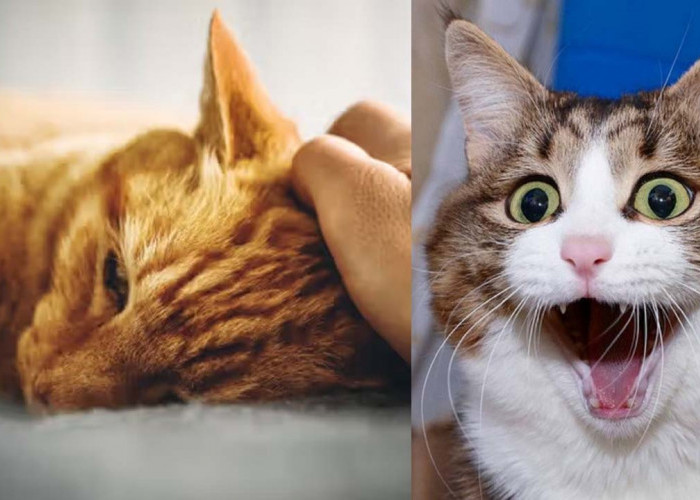 5 Tanda Kucing Kesayangan Sedang Stress dan Cara Mengatasinya