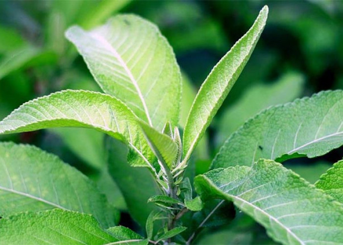 Tahukah Kalian Ternyata Daun Sembung Punya Banyak Manfaat Bagi Kesehatan, Ayok Simak Ulasannya di Sini!