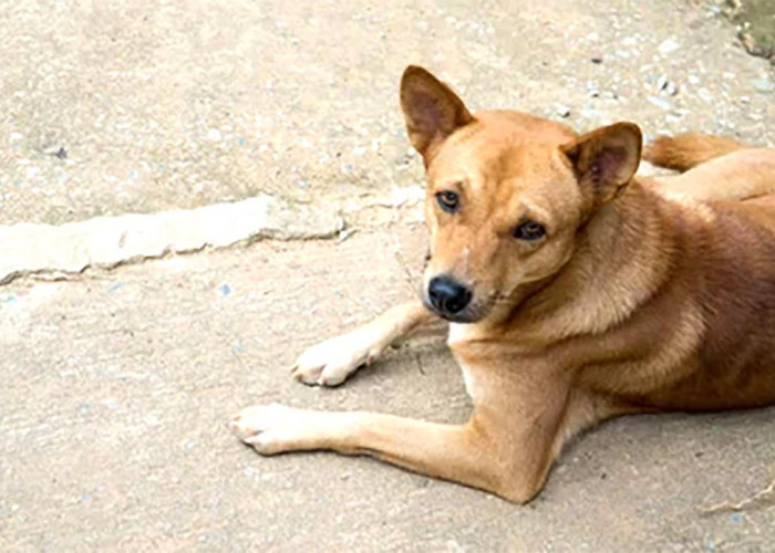 Penular Rabies, Anjing, Kucing Hingga Monyet Gigit 41 Warga Mukomuko