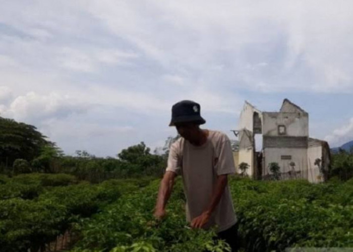 Petani Kurang Makmur dan Sejahtera Serta Tidak Dihargai ? Sehingga Anak Muda Indonesia Enggan Jadi Petani