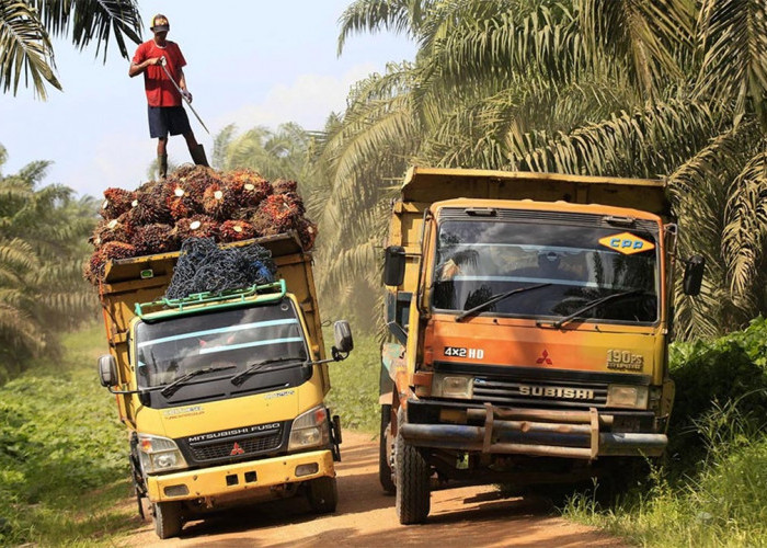 Alasan Pabrik Beli TBS Petani Mukomuko Lebih Rendah, Buah Muda Hingga Menyiram