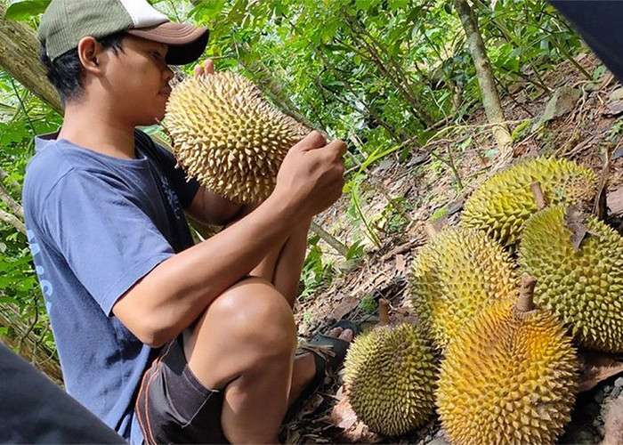 4 Daerah Penghasil Durian Terbanyak di Sumatera Barat, Bahkan Sampai 150 Ton Ini Dia Daerahnya