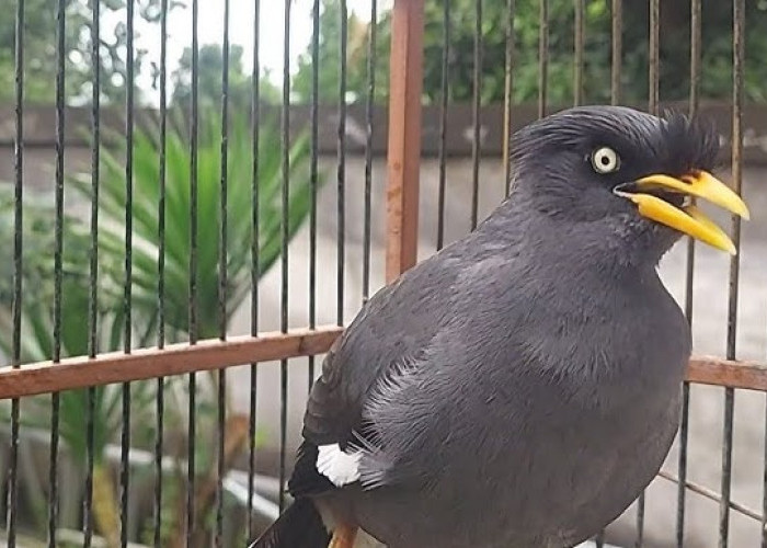 Daftar Nama Burung Yang Bisa Bicara, Nomor 5 Sering Beterbangan Sekitar Rumah