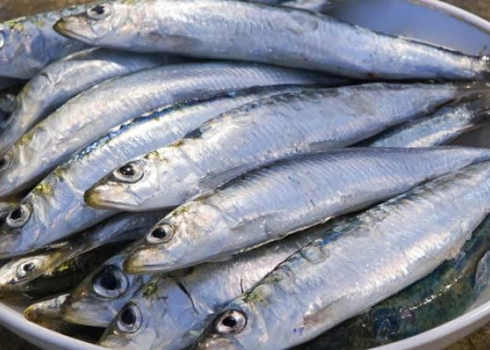 Tuna Sarden Salmon 3 Jenis Ikan Ini Ternyata Dapat Menurunkan Berat Badan, Berikut Kandunganya