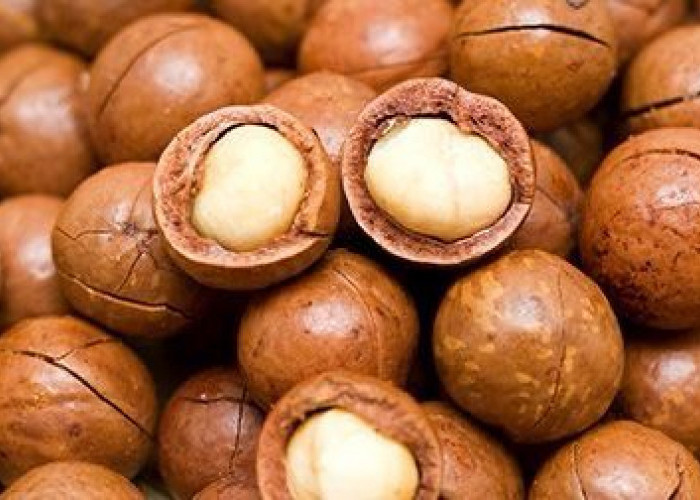 Tips Memilih dan Menyimpan Kacang Macadamia yang Berkualitas: Utuh, Tidak Tengik, dan Kering!